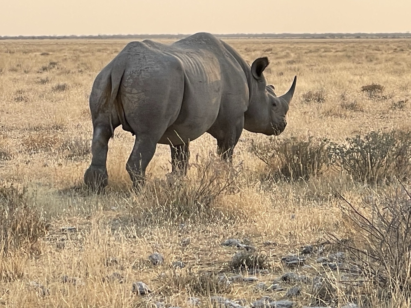 Grasslands habitat — public-domain photograph