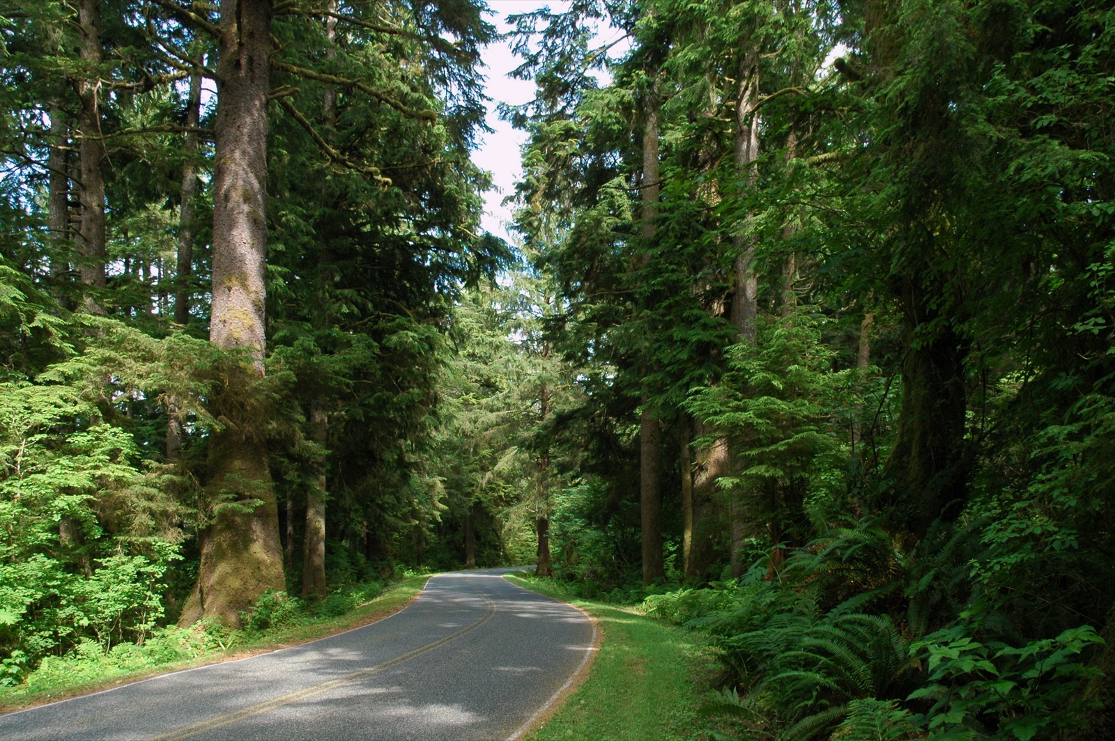 Rainforests habitat — public-domain photograph