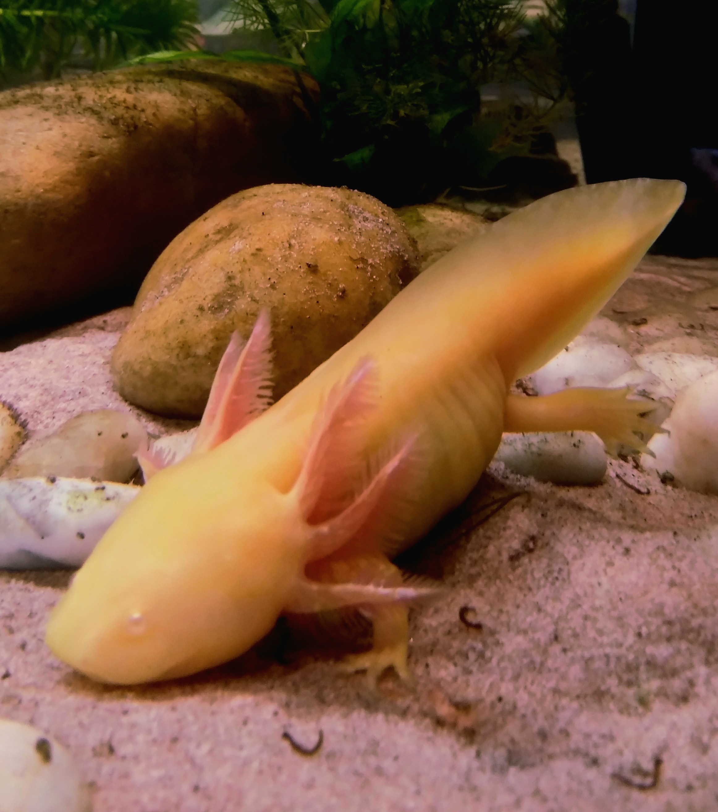 Axolotl