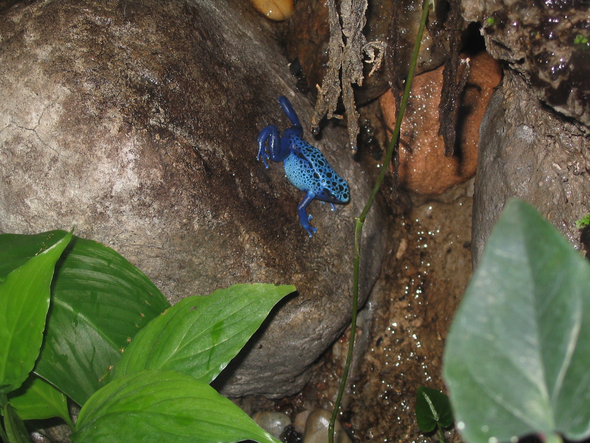 Blue Poison Dart Frog