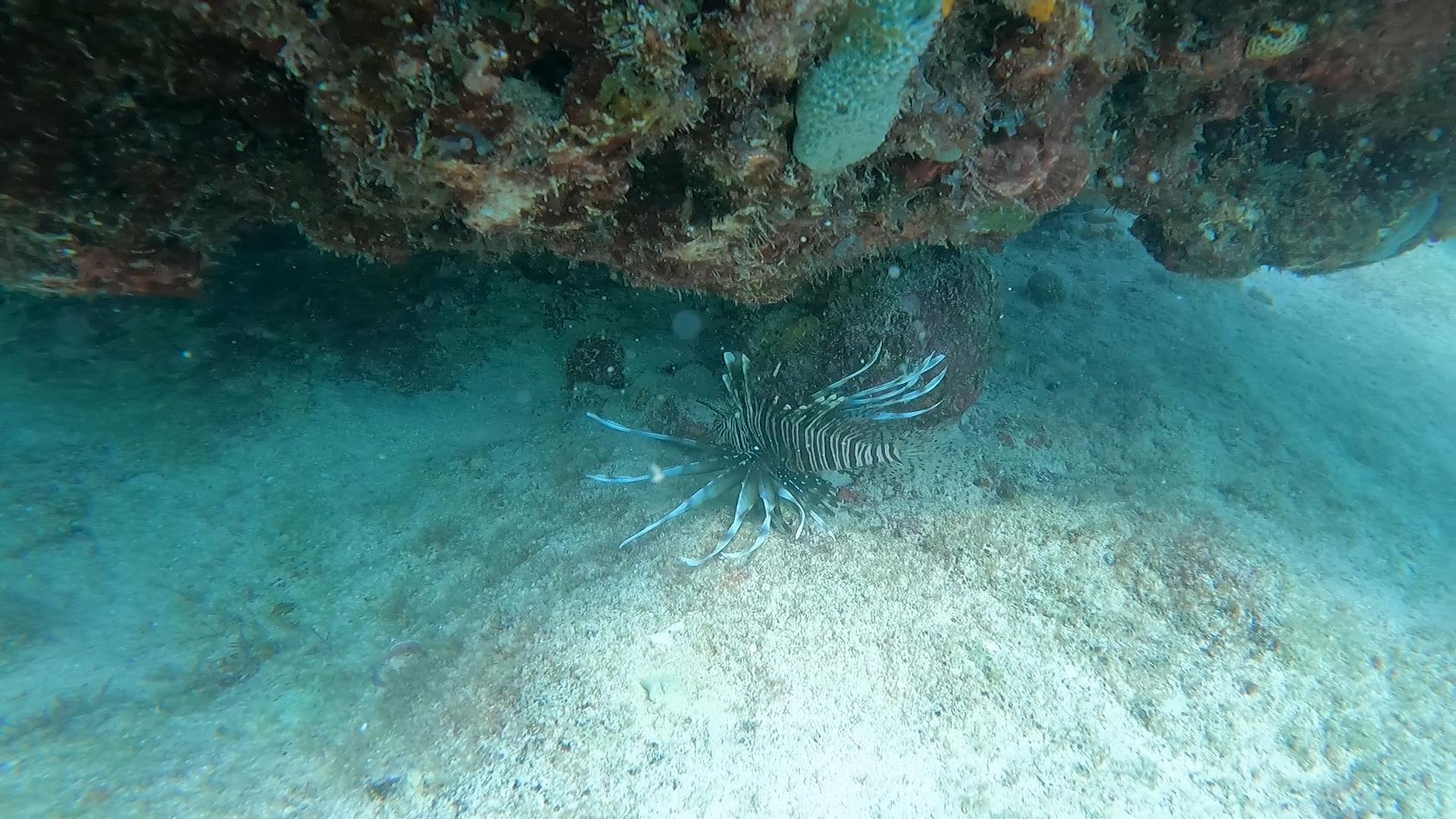 Lionfish