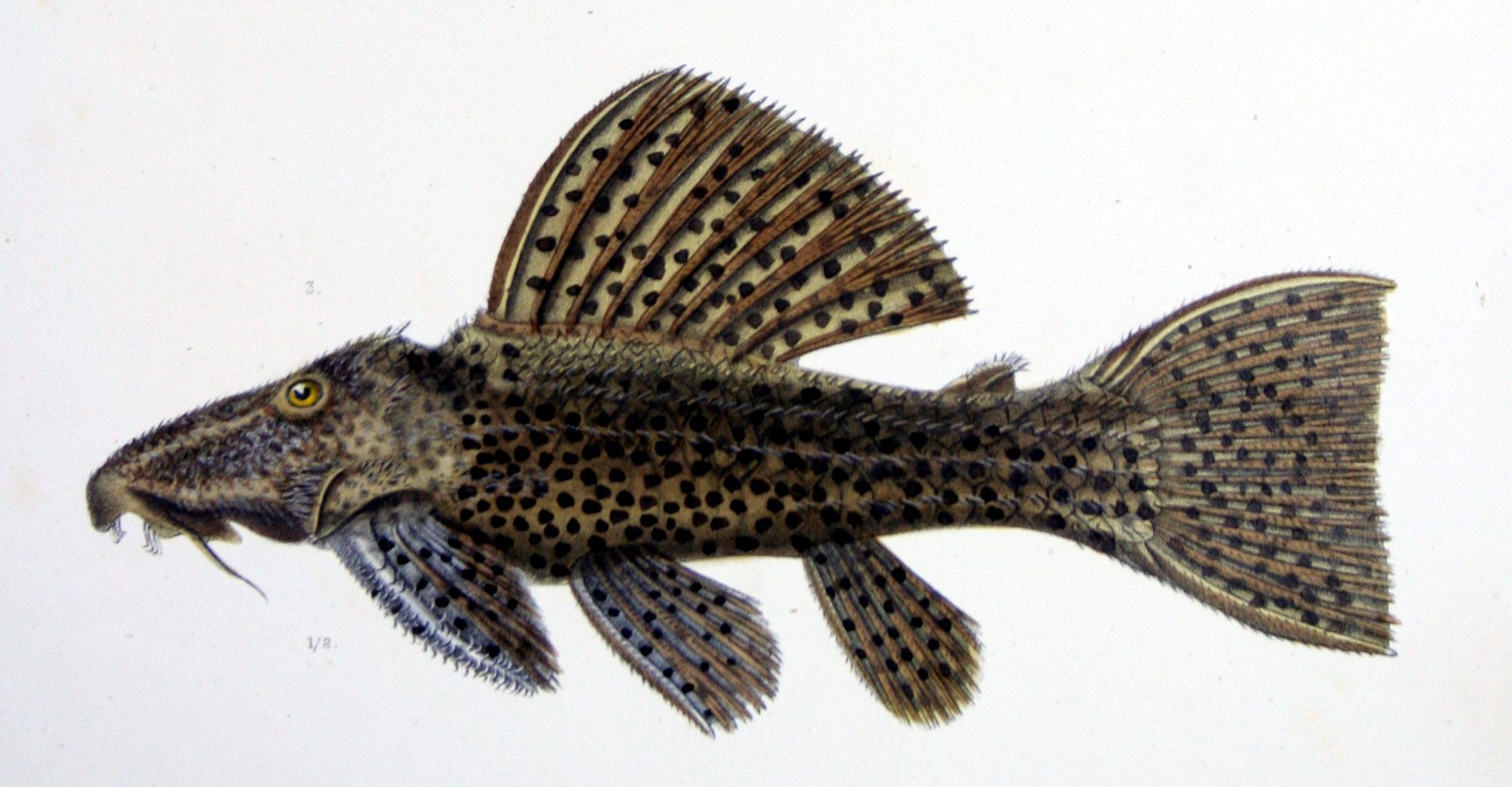 Leopard Pleco