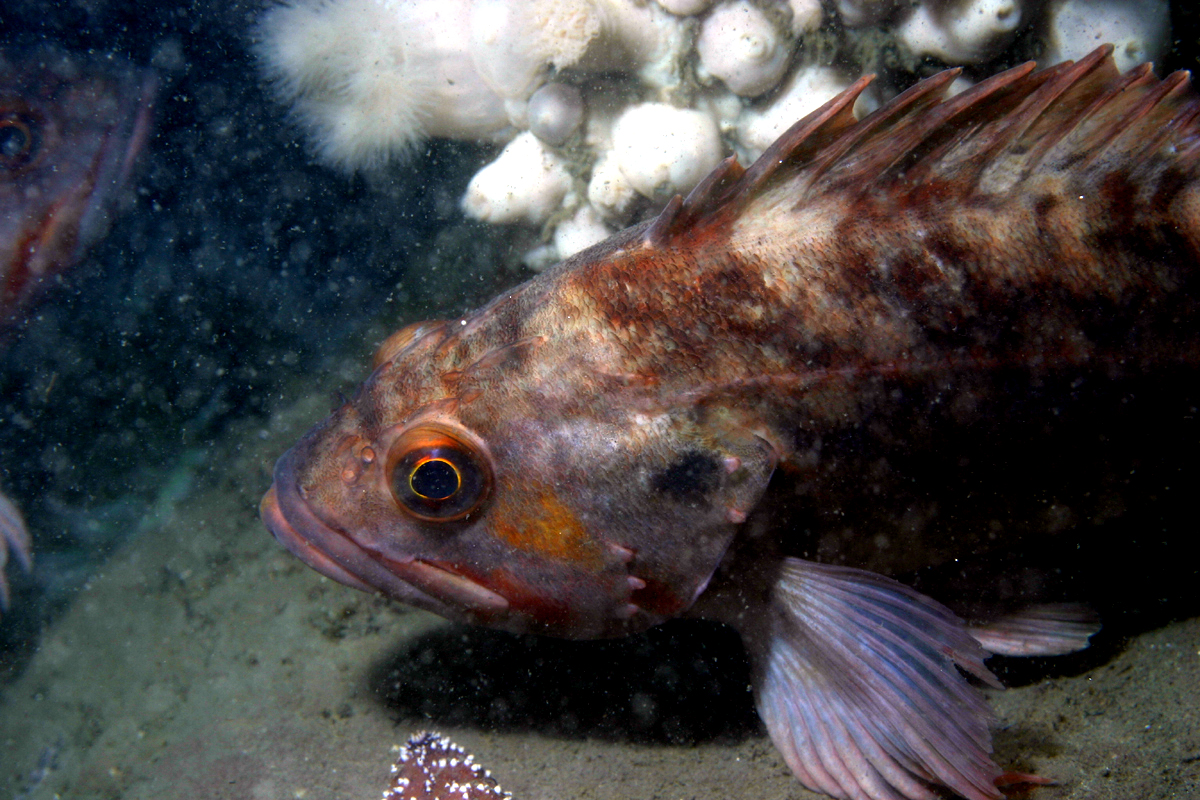 Brown Rockfish
