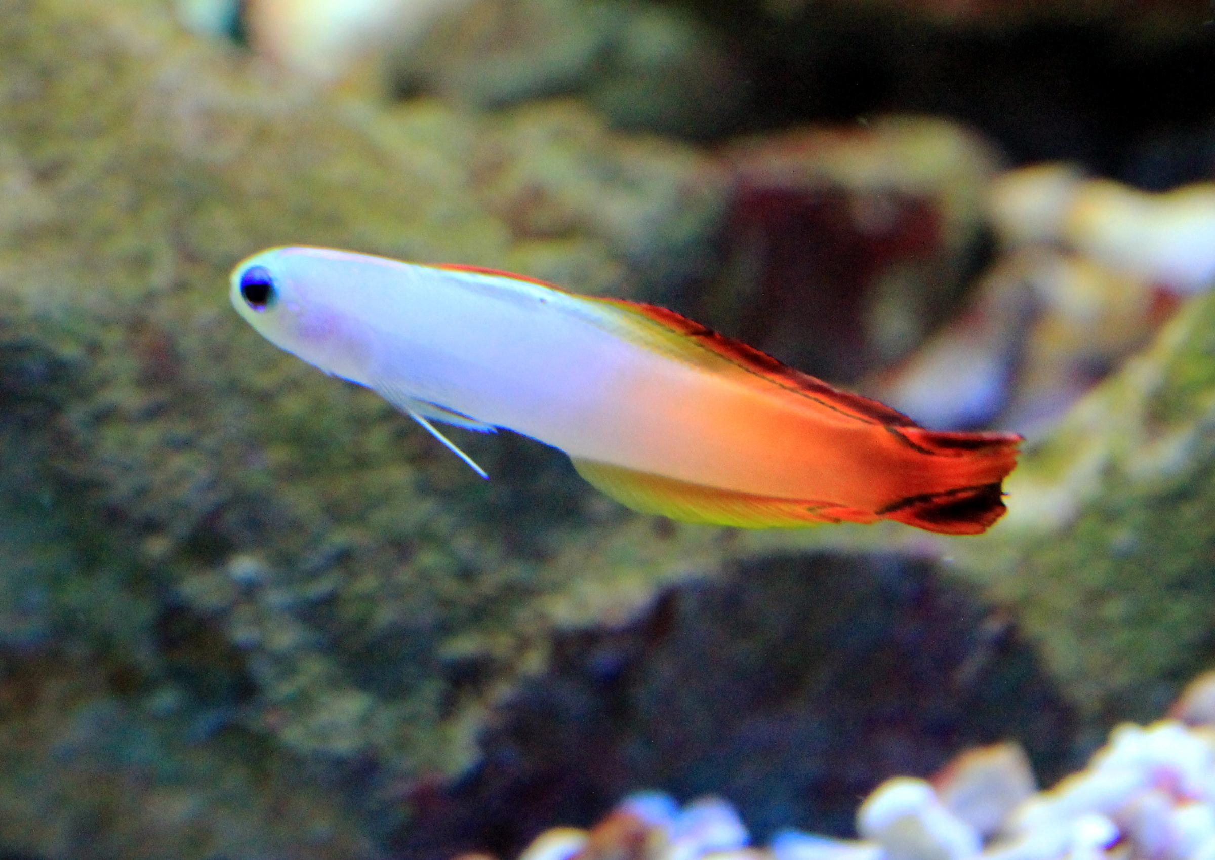 Firefish Goby