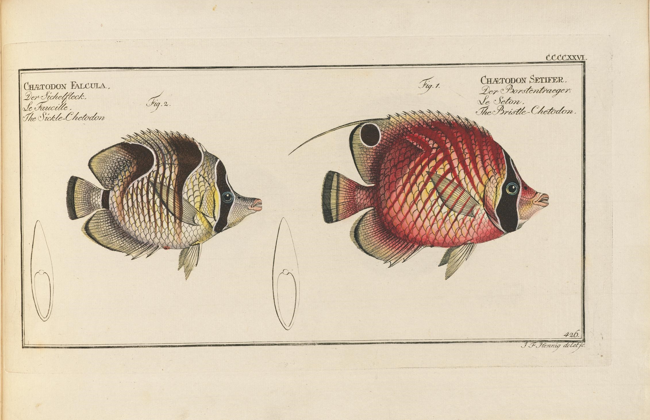 Threadfin Butterflyfish