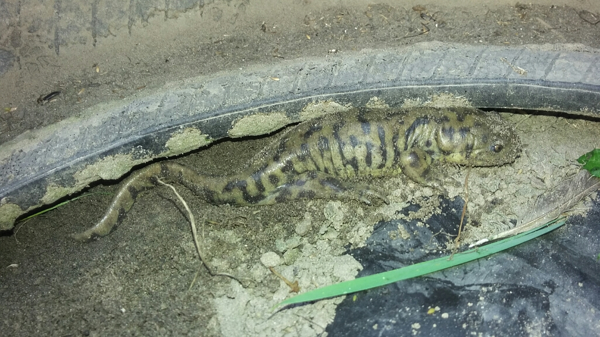 Western Tiger Salamander