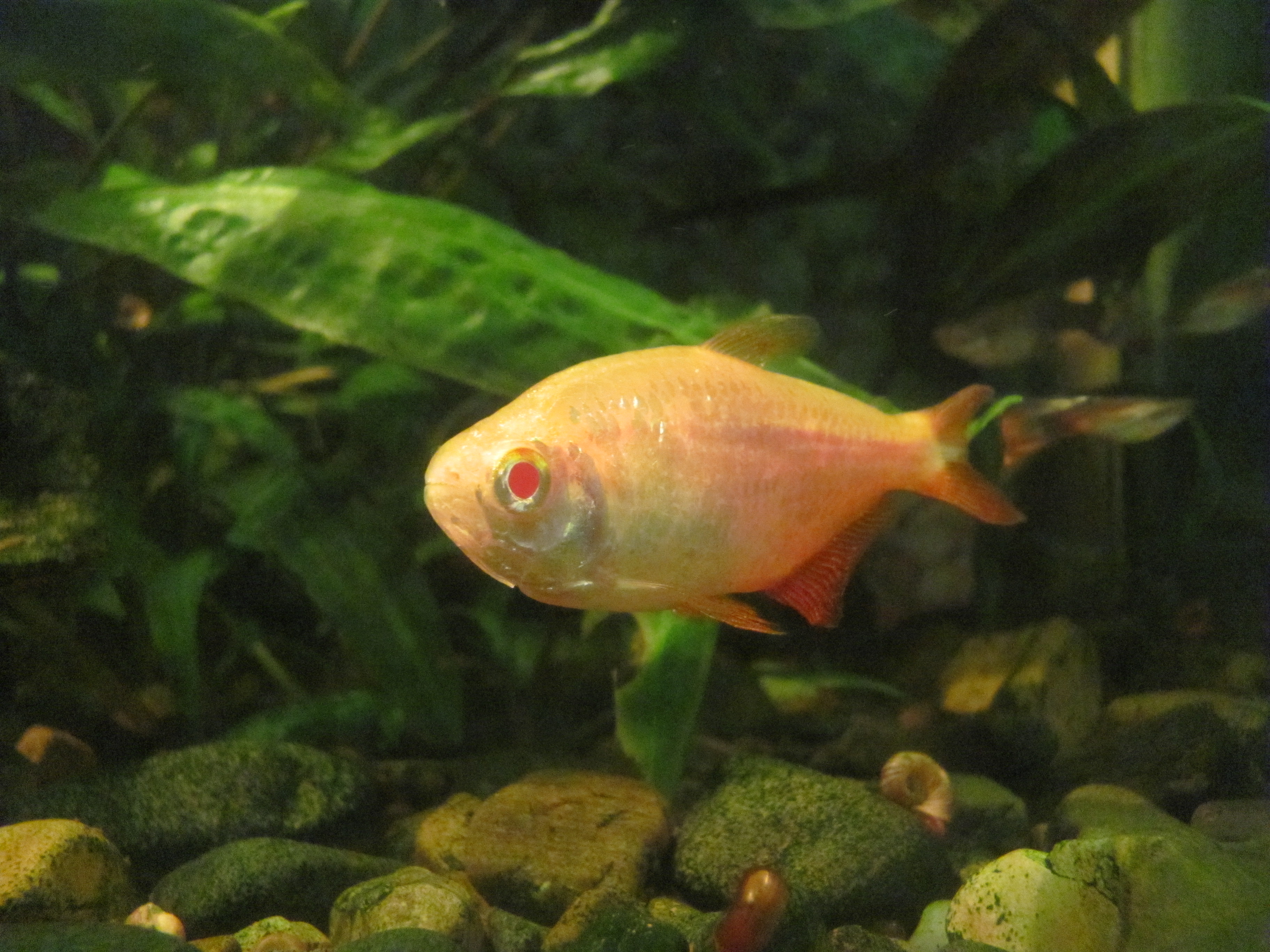 Buenos Aires Tetra