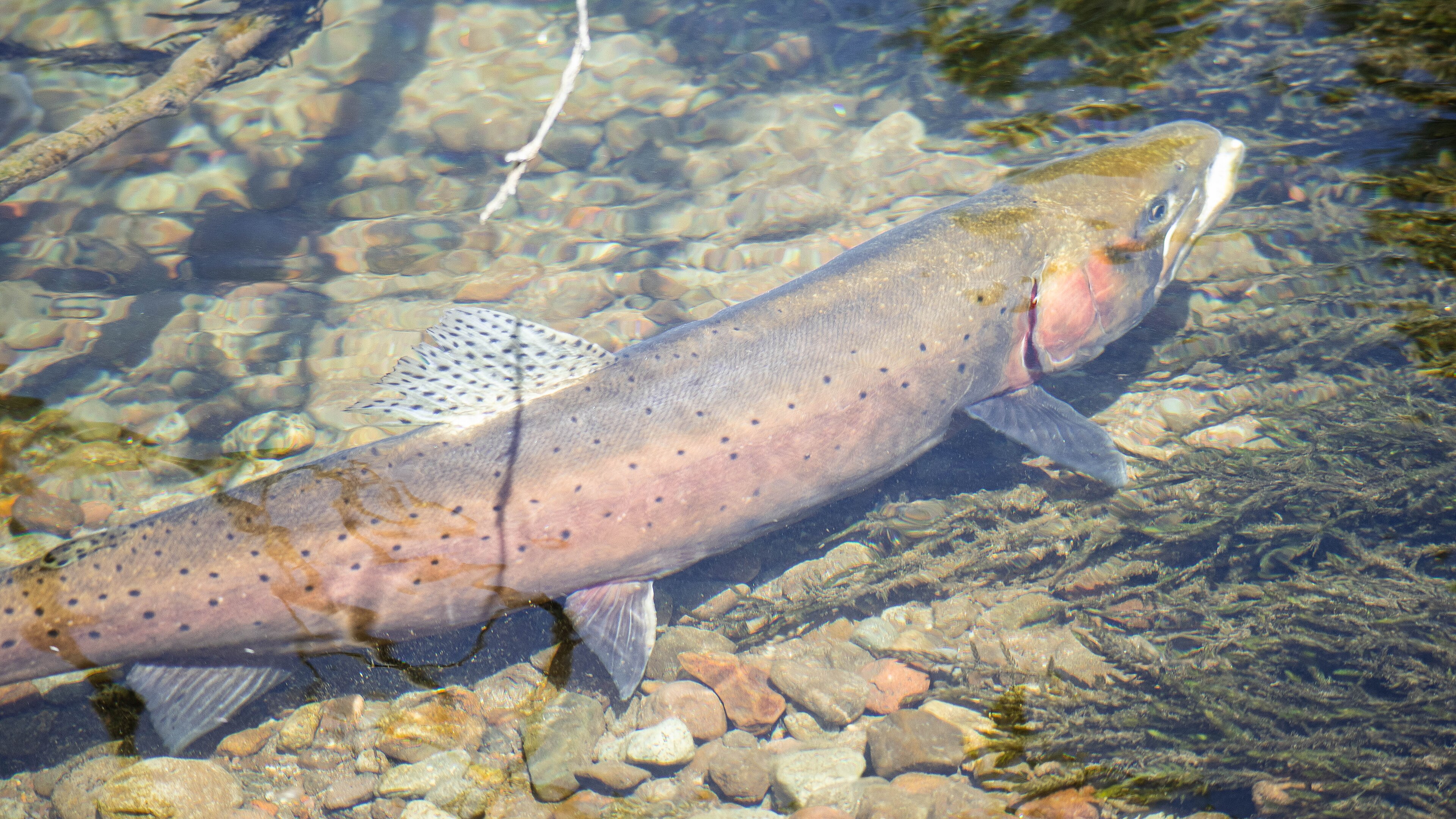 Cutthroat Trout