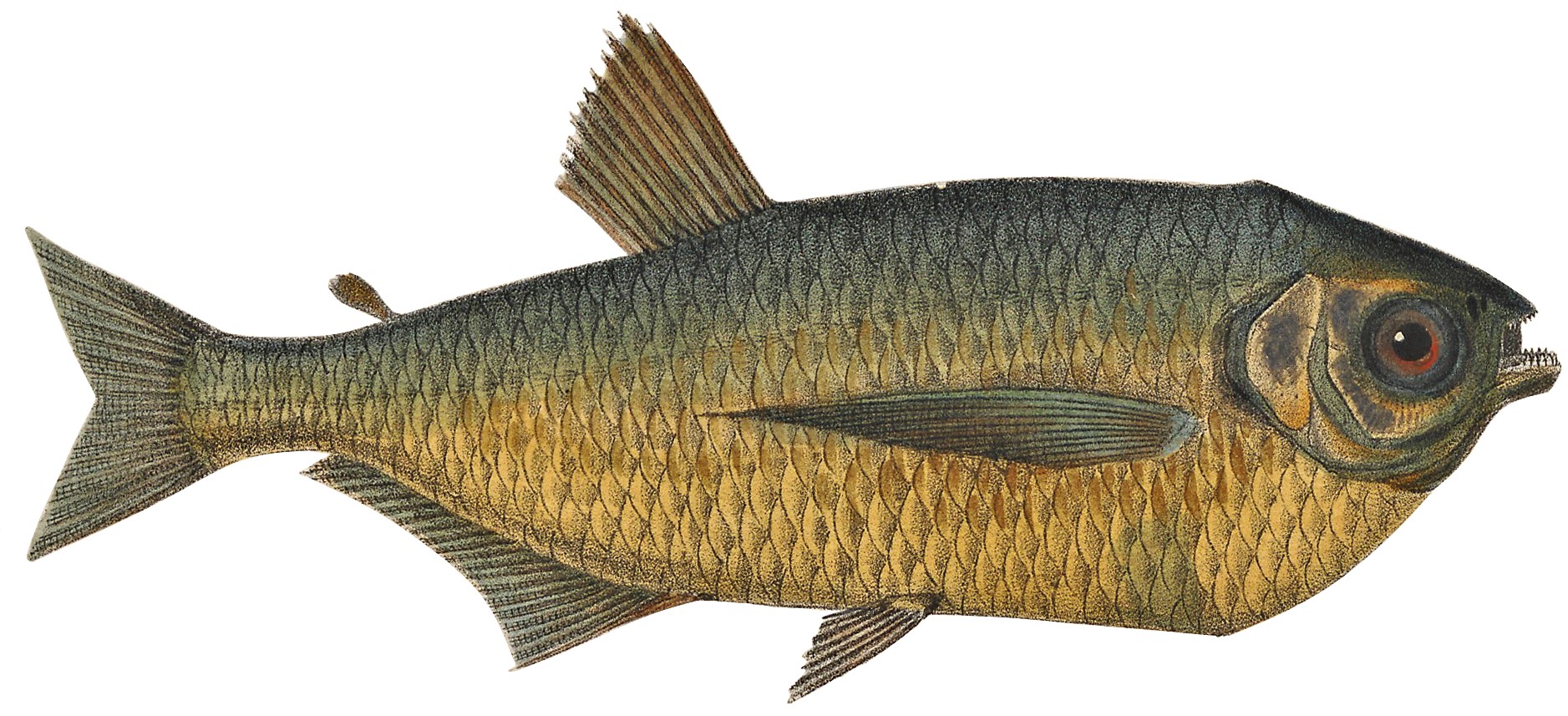 Dusky Narrow Hatchetfish