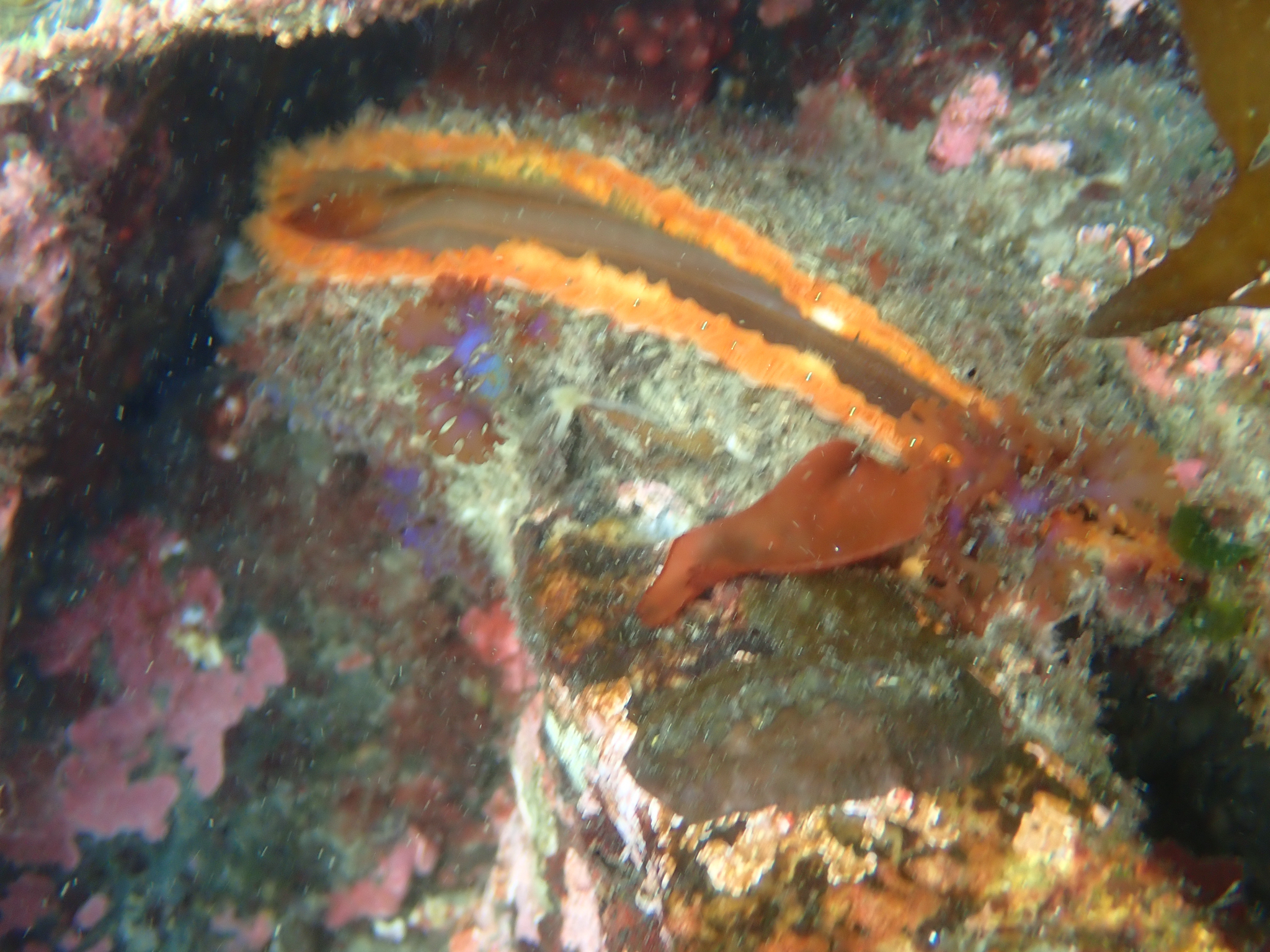 Giant Rock Scallop