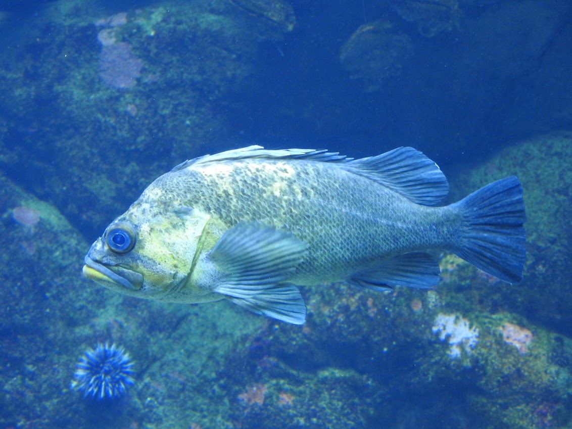 China Rockfish photographed by Yann Kemper.