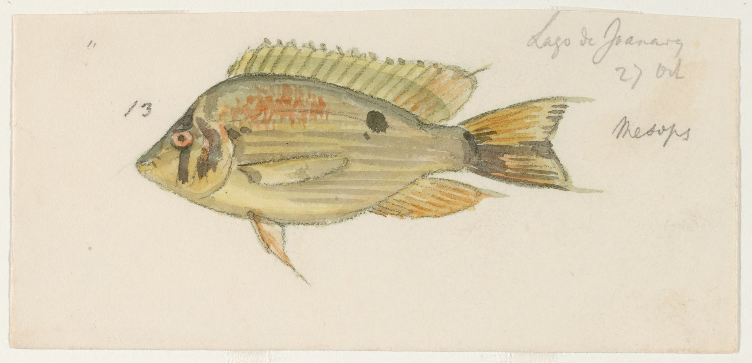 Cupid Cichlid