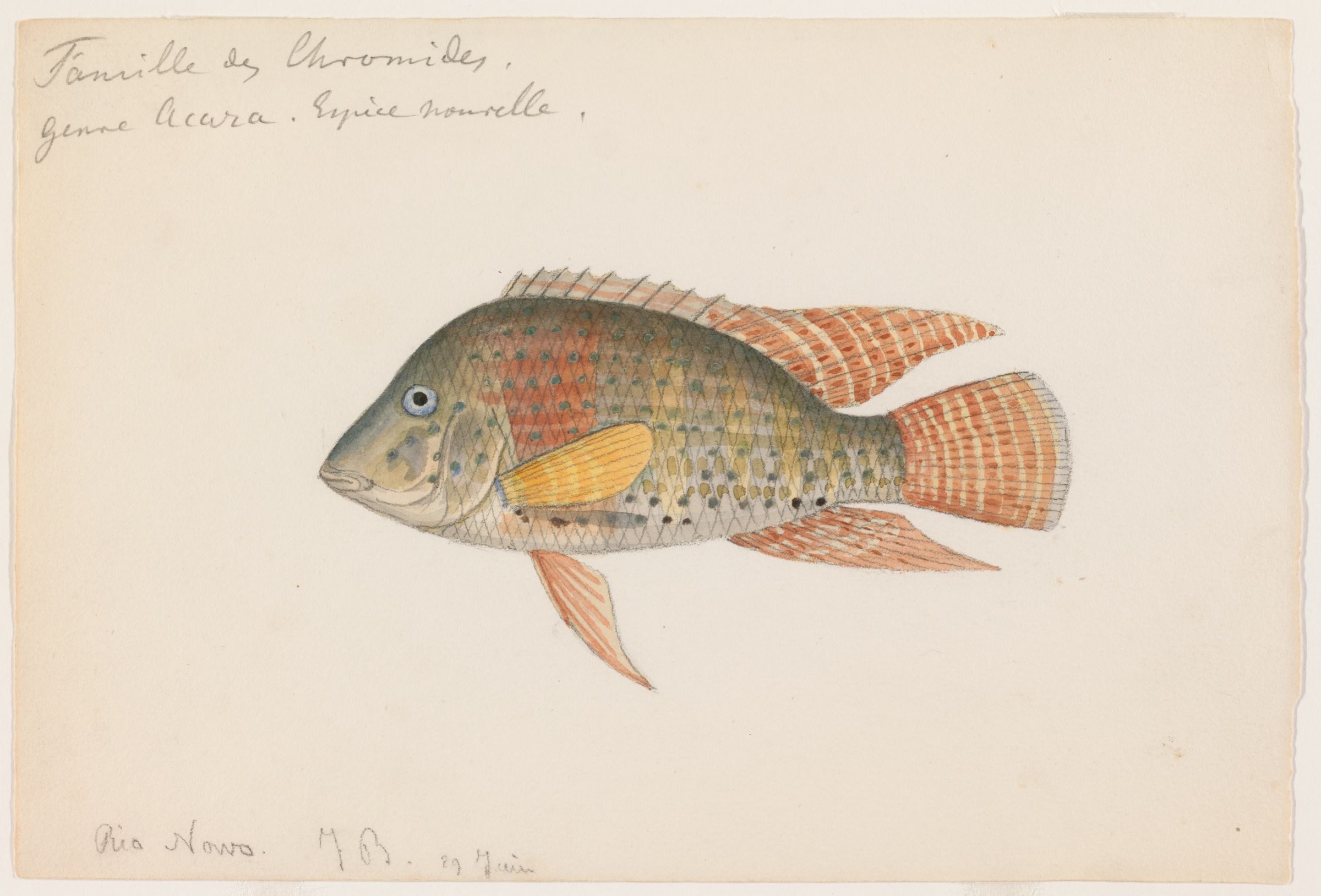 Geophagus