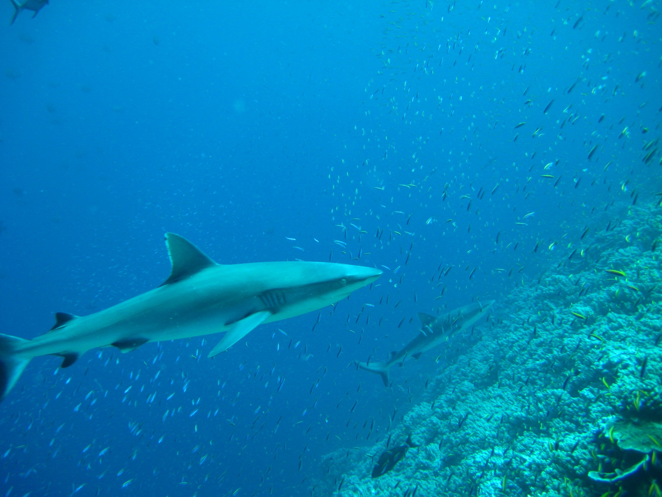 Grey Reef Sharks photographed by LCDR Eric Johnson, NOAA Corps.